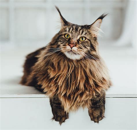 geo kittentm|buy a cat near me.